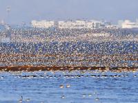 春潮涌动！河套湿地“鸟浪”来袭