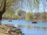 梅花、连翘、垂柳…… 踏青模式开启了