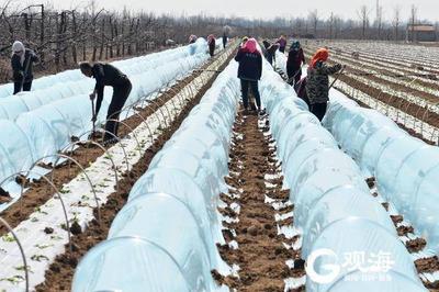 平度市蓼兰镇：春季大白菜种植正当时