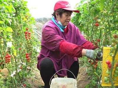 平度：“红色珍珠”成村民致富“香饽饽”