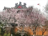 治愈系色调，一起看少海湖心岛上的春色 