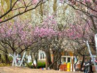 梅花玉兰绽放……这个公园的春色关不住了