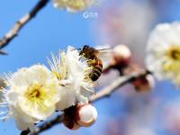 青岛赏花季到来！梅花“打头阵”|早春信号⑤