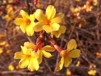 实拍青岛街头迎春花：娇艳的小黄花传递春天的讯息