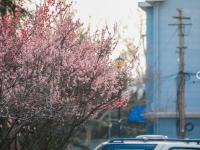 春天悄然而至！带你云赏梅花