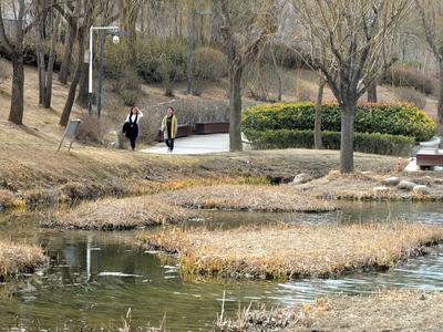 漫步李村河 | 早春信号④