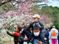 花开正艳！来中山公园赏“小梅好”