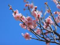 梅花、连翘、垂柳…… 踏青模式开启了