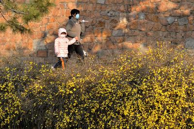 实拍青岛街头迎春花：娇艳的小黄花传递春天的讯息