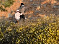 实拍青岛街头迎春花：娇艳的小黄花传递春天的讯息