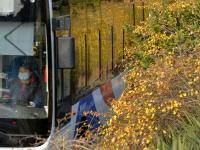 实拍青岛街头迎春花：娇艳的小黄花传递春天的讯息