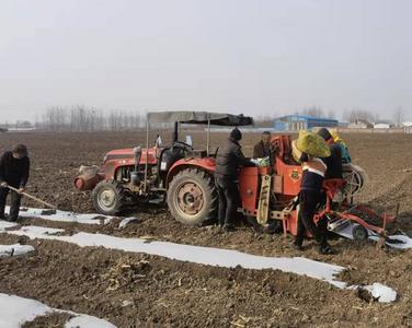 低温寒潮大风到来，青岛市农业农村局提醒农户注意冬小麦防冻