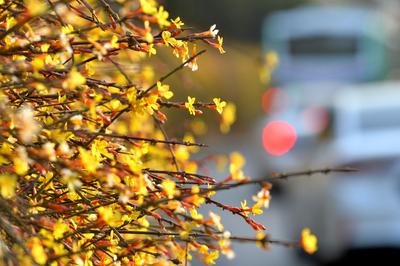 实拍青岛街头迎春花：娇艳的小黄花传递春天的讯息