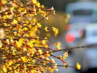 实拍青岛街头迎春花：娇艳的小黄花传递春天的讯息