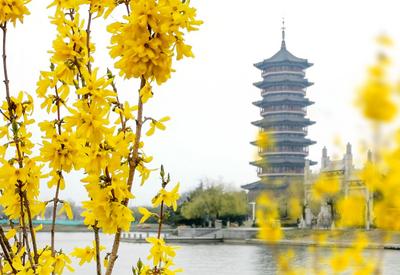 治愈系色调，一起看少海湖心岛上的春色 