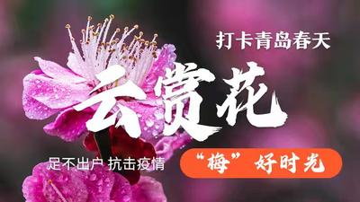 “云赏花”直播③ |“梅”好时光插花课堂 