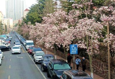 快来云打卡！青岛这条路的玉兰花刷屏了