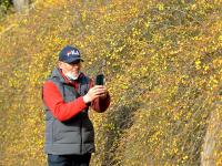 实拍青岛街头迎春花：娇艳的小黄花传递春天的讯息