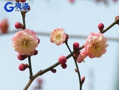 中山公园梅花开了，来观海“云赏春”