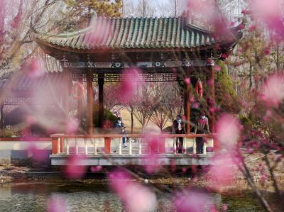 云赏花⑨ | 胶州水寨公园“梅”好时光