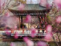 云赏花⑨ | 胶州水寨公园“梅”好时光