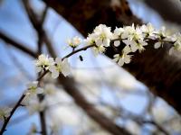 治愈人间！藏在老国棉厂里的桃花开了