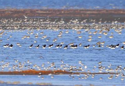 春潮涌动！河套湿地“鸟浪”来袭