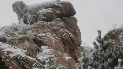 玉树琼枝！崂山北九水突现雾凇奇观