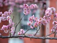 花开正艳！来中山公园赏“小梅好”