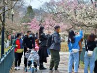 花开正艳！来中山公园赏“小梅好”