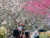 定格春日！中山公园赏花季如约而至