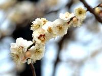 梅花玉兰绽放……这个公园的春色关不住了