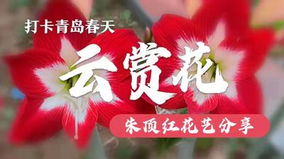 “云赏花”直播④ | 朱顶红花艺分享