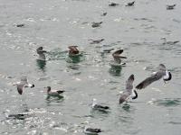 赶紧来“鸥遇”，错过等半年