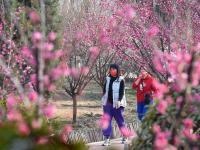 云赏花⑨ | 胶州水寨公园“梅”好时光