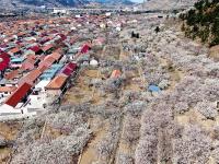 樱桃谷、盘山路……崂山北宅“花花世界”