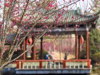 云赏花⑨ | 胶州水寨公园“梅”好时光