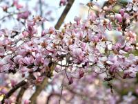 快来云打卡！青岛这条路的玉兰花刷屏了