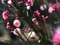 青岛赏花季到来！梅花“打头阵”|早春信号⑤
