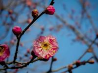 腊梅、迎春花……中山公园传来“春消息” |早春信息④