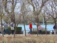 梅花、连翘、垂柳…… 踏青模式开启了