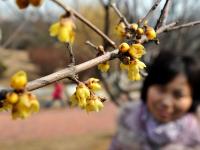 腊梅、迎春花……中山公园传来“春消息” |早春信息④