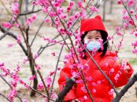 唐岛湾湿地梅园：春风+萌娃+繁花，云赏人间胜景