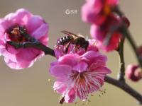 青岛赏花季到来！梅花“打头阵”|早春信号⑤