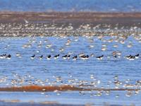 春潮涌动！河套湿地“鸟浪”来袭