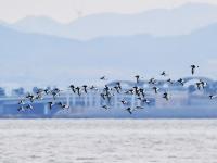 春潮涌动！河套湿地“鸟浪”来袭