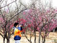 唐岛湾湿地梅园：春风+萌娃+繁花，云赏人间胜景