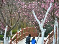 梅花玉兰绽放……这个公园的春色关不住了