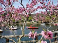 荡舟赏春！中山公园有个“宝藏景区”