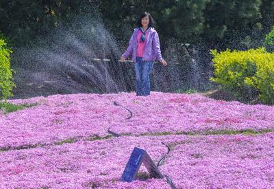超美！青岛这处公园藏着一片粉红花海